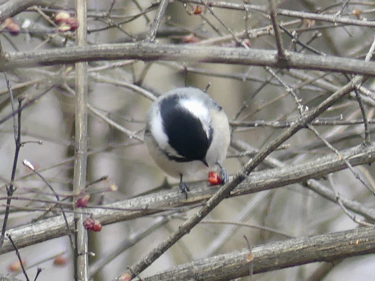 Black-capped Chickadee - Kenneth Tucker