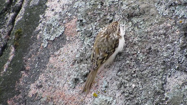 Eurasian Treecreeper - ML298316111