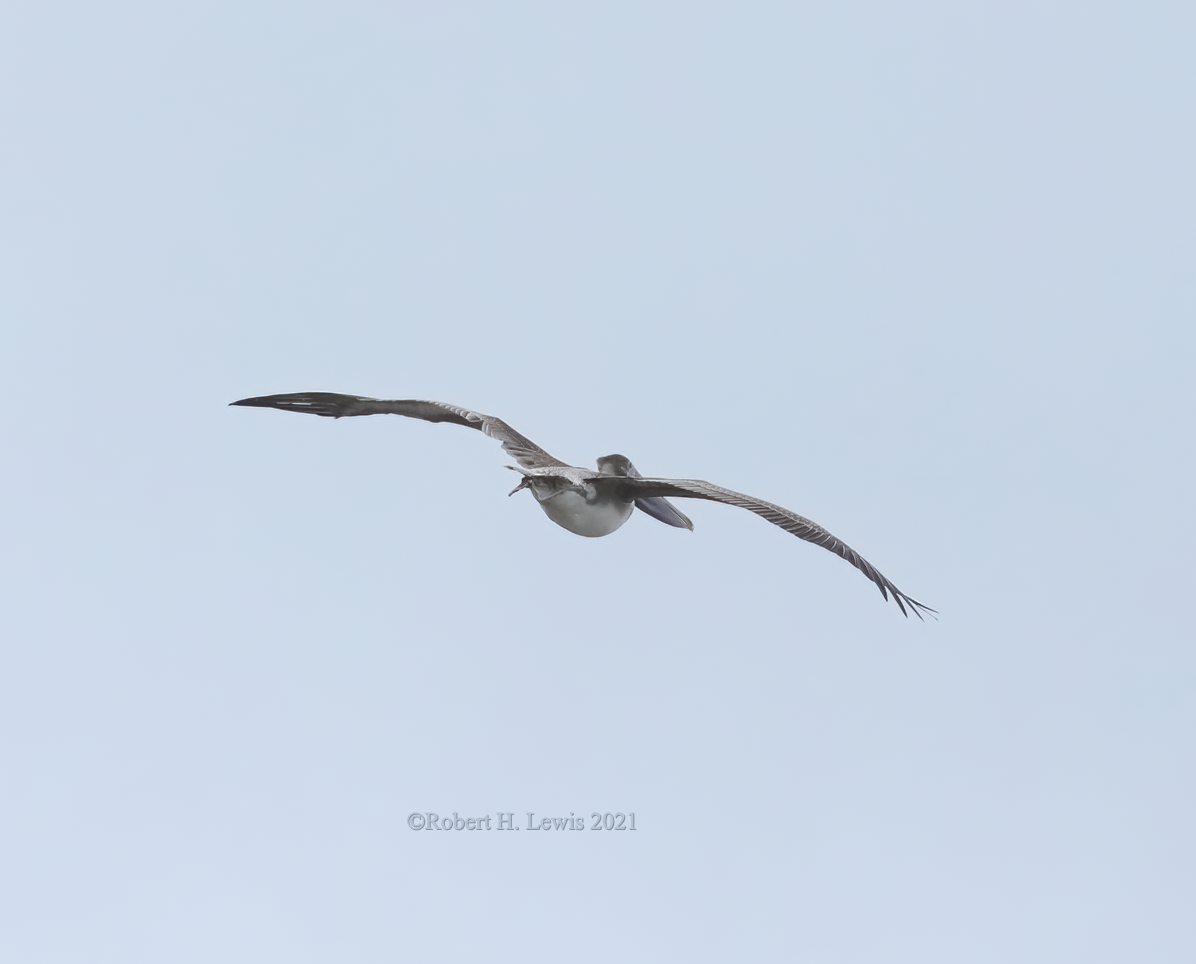 Brown Pelican - ML298316911