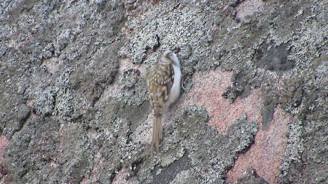 Eurasian Treecreeper - ML298317691