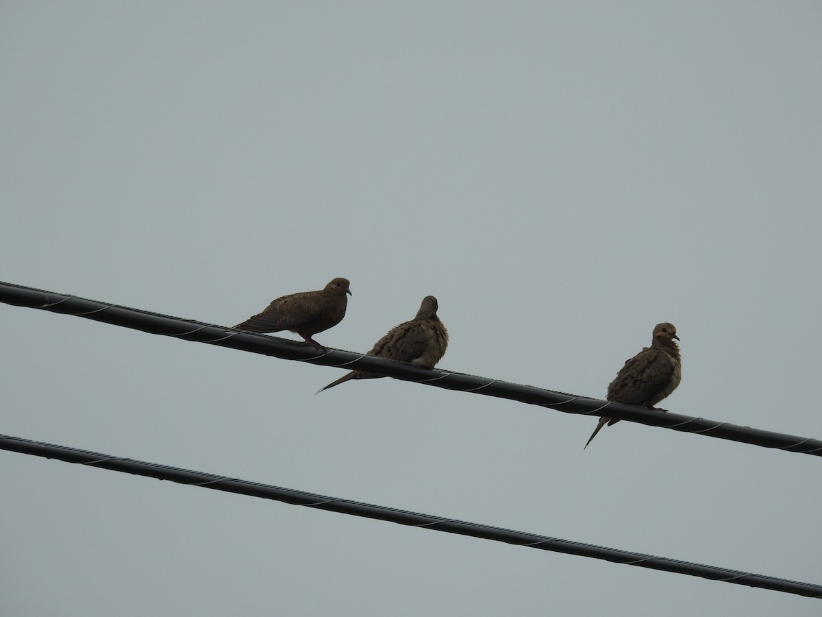 Mourning Dove - ML29831781