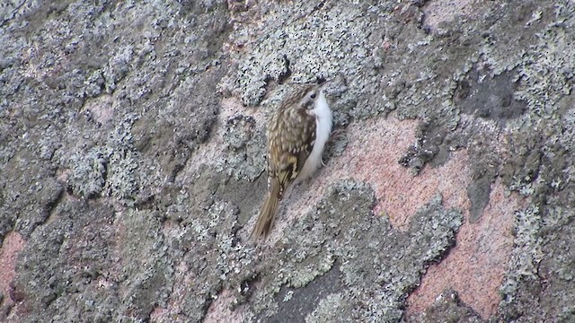 Eurasian Treecreeper - ML298317931