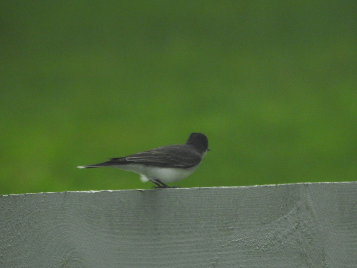 Eastern Kingbird - ML29831801