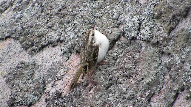 Eurasian Treecreeper - ML298318081