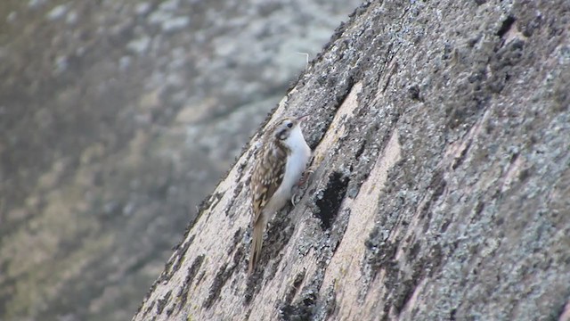 Eurasian Treecreeper - ML298318121