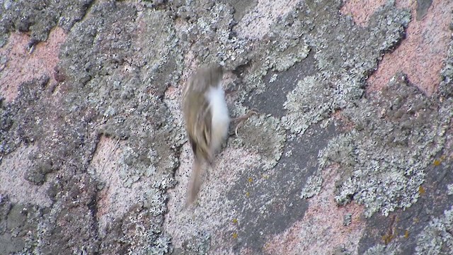 Eurasian Treecreeper - ML298318161