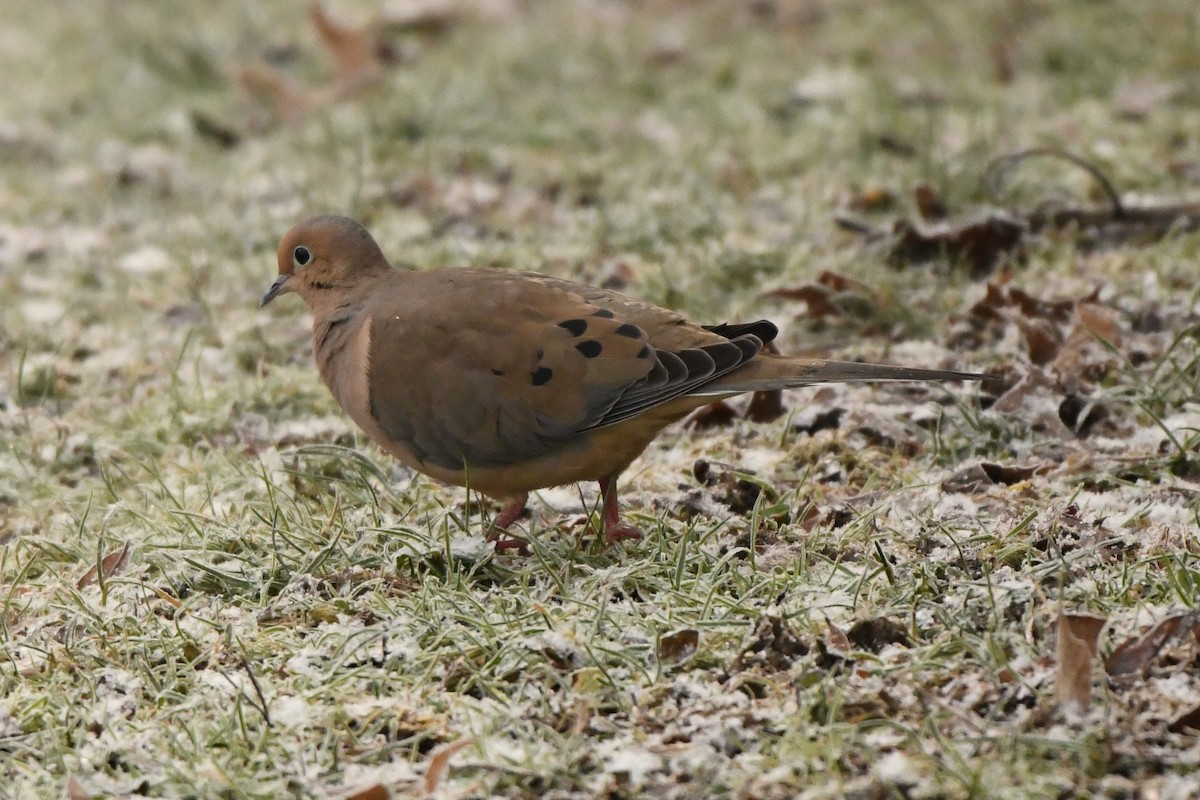 Mourning Dove - ML298318611