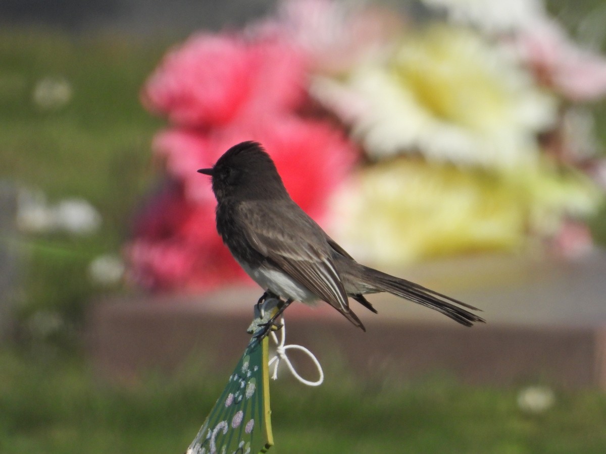 Black Phoebe - ML298322241