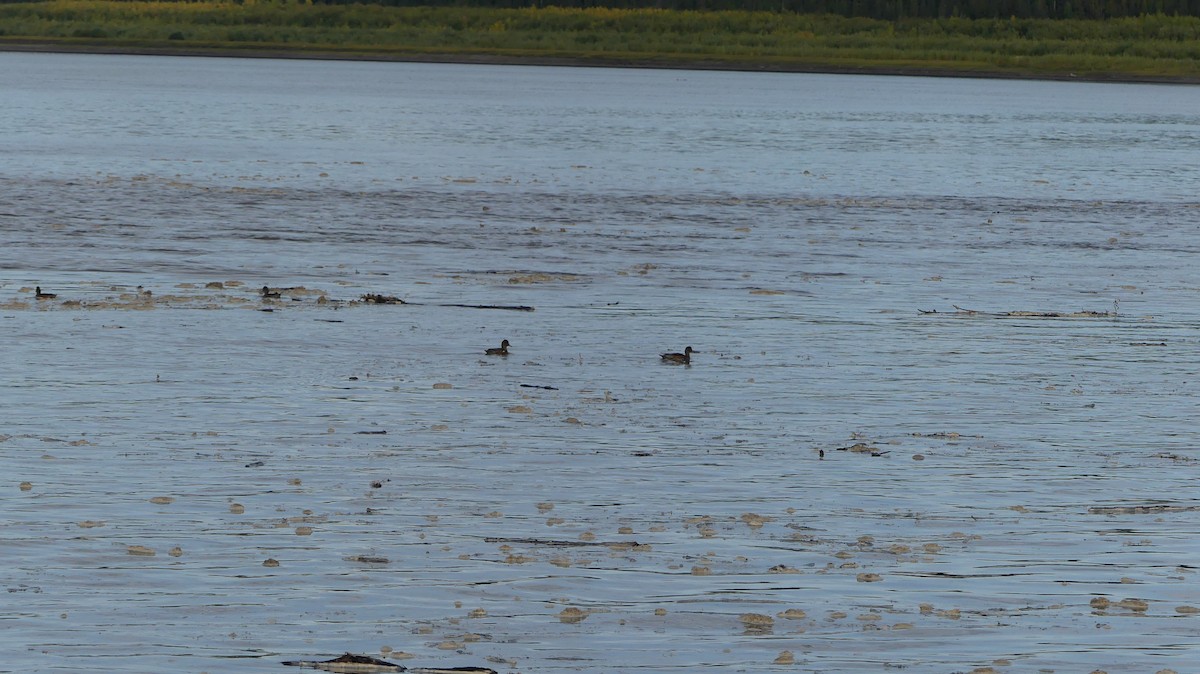 American Wigeon - ML298322531