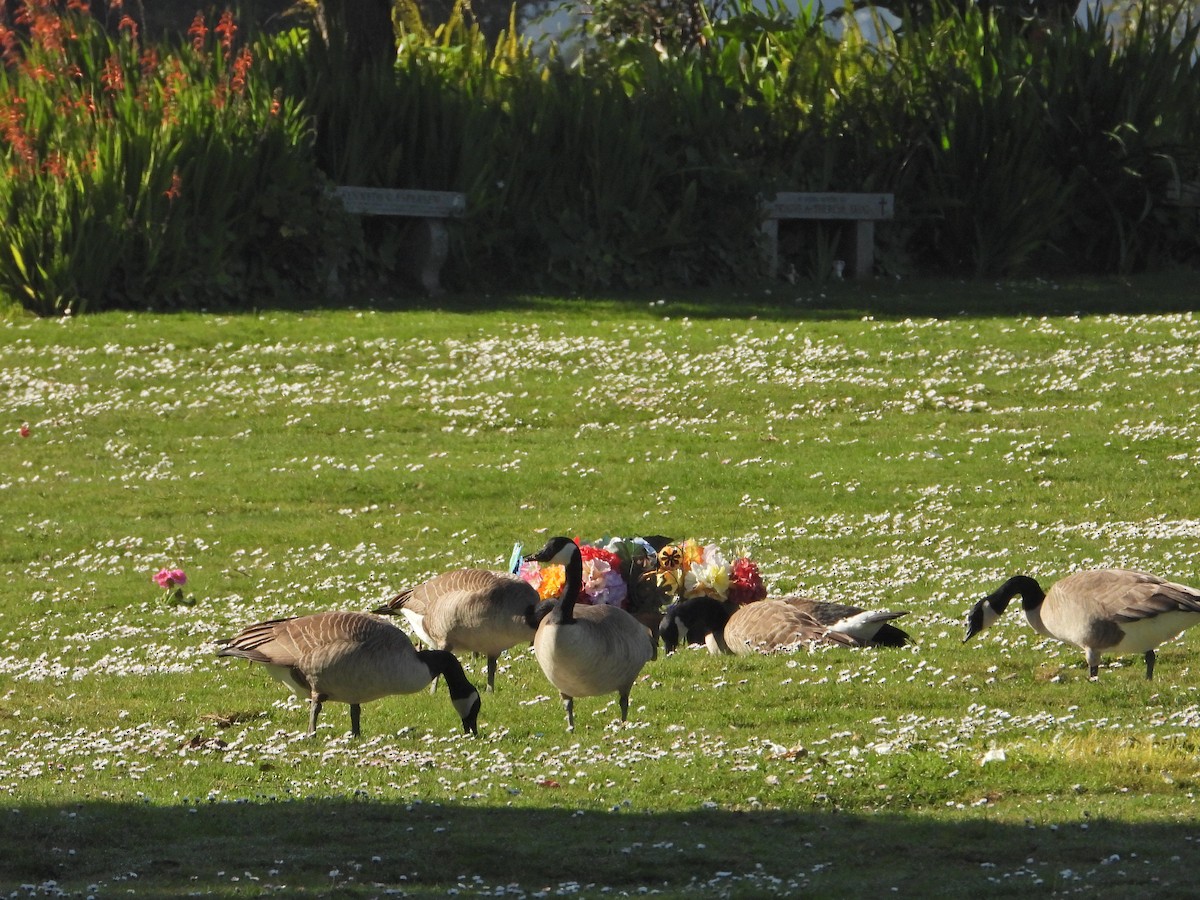 Canada Goose - ML298323361