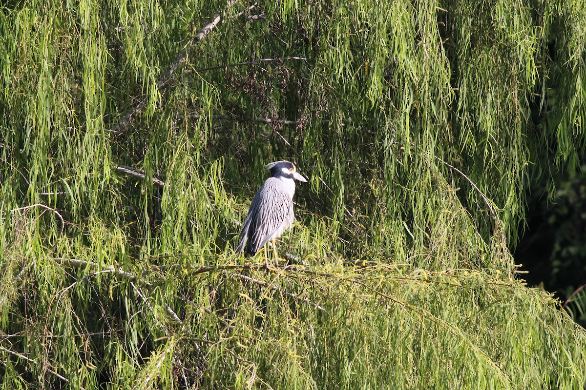 Yellow-crowned Night Heron - ML298324551