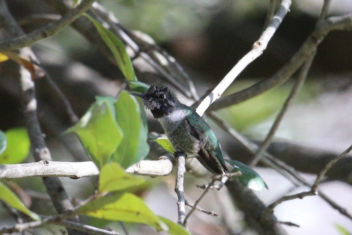 Anna's Hummingbird - ML298324841