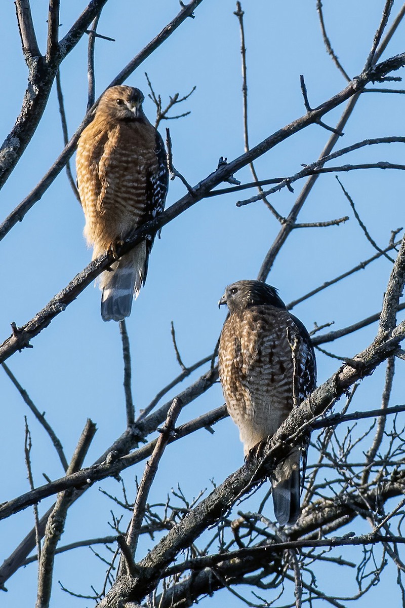 Red-shouldered Hawk - ML298325251