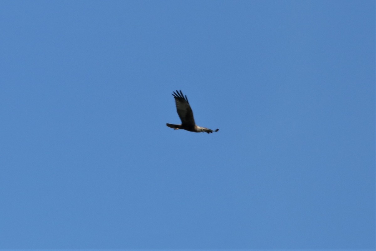 Western Marsh Harrier - ML298325611