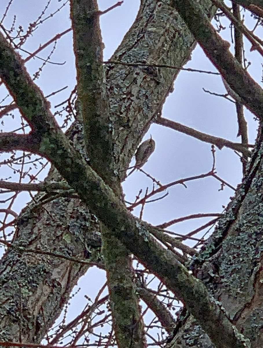 Brown Creeper - ML298326591