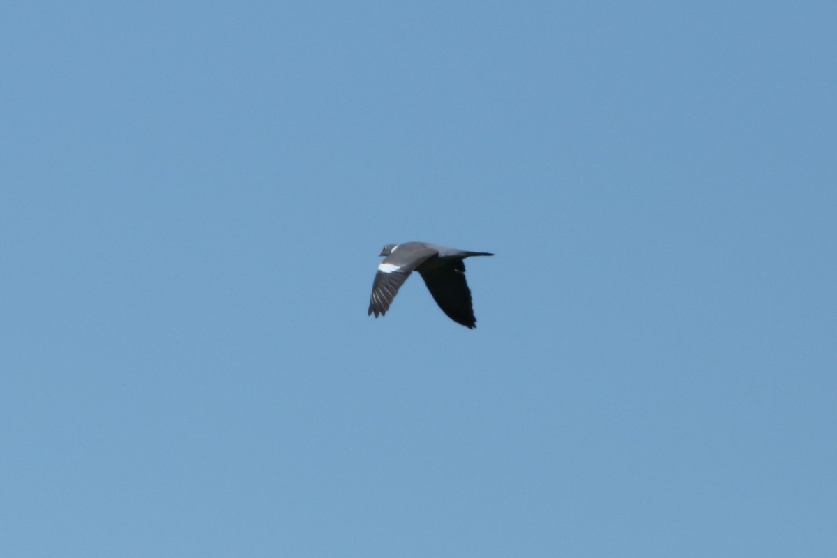 Common Wood-Pigeon - ML298326871