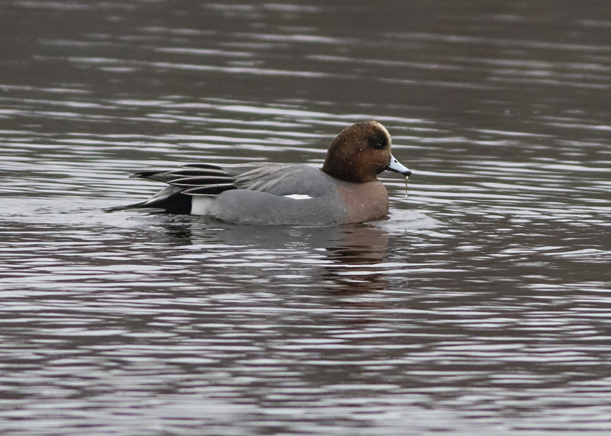 Eurasian Wigeon - John Gluth