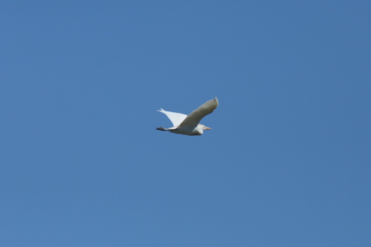 Western Cattle Egret - ML298327311