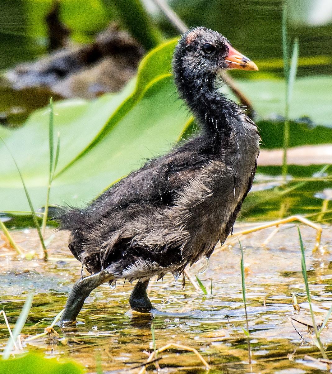 Common Gallinule - ML29832891