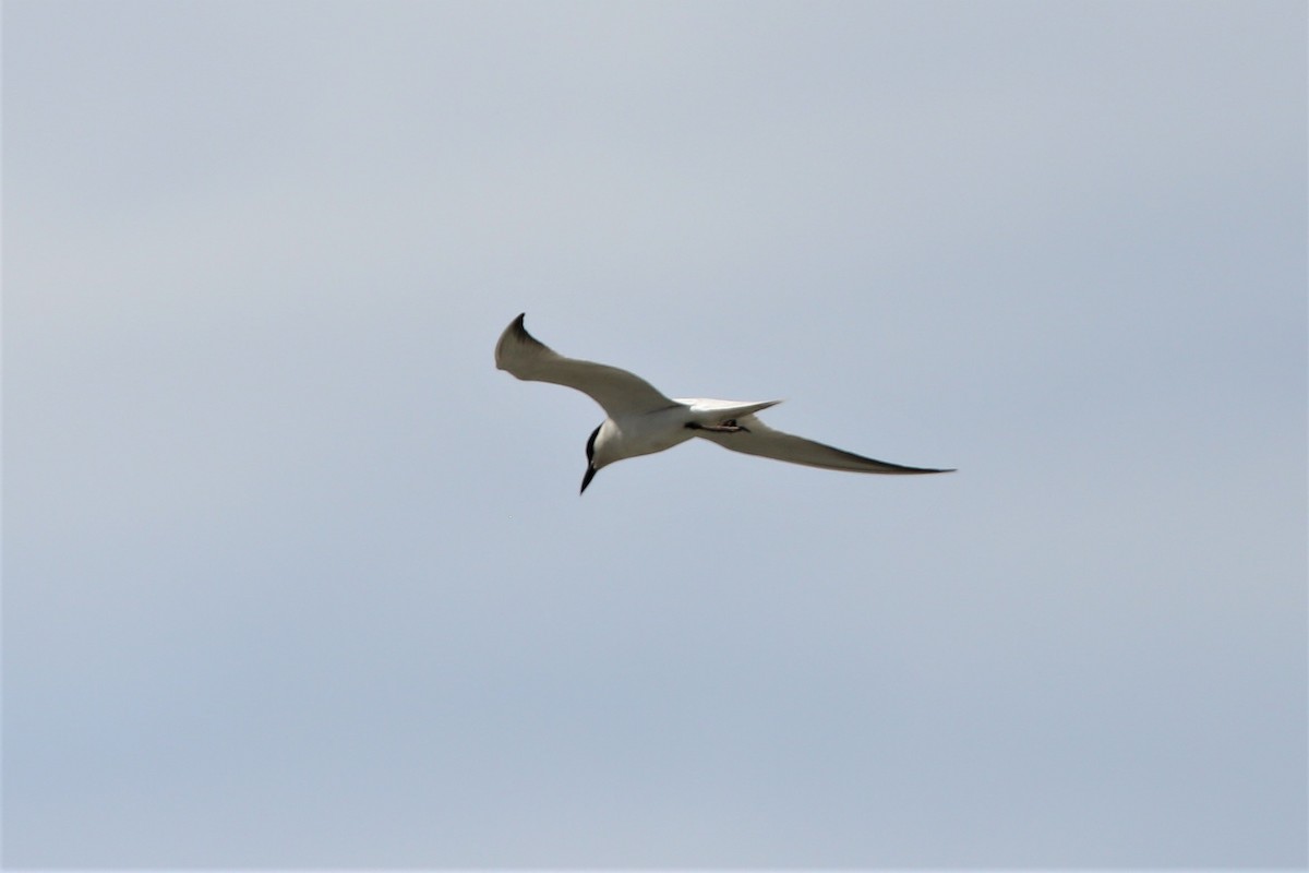 Gull-billed Tern - Leonardo Rassu