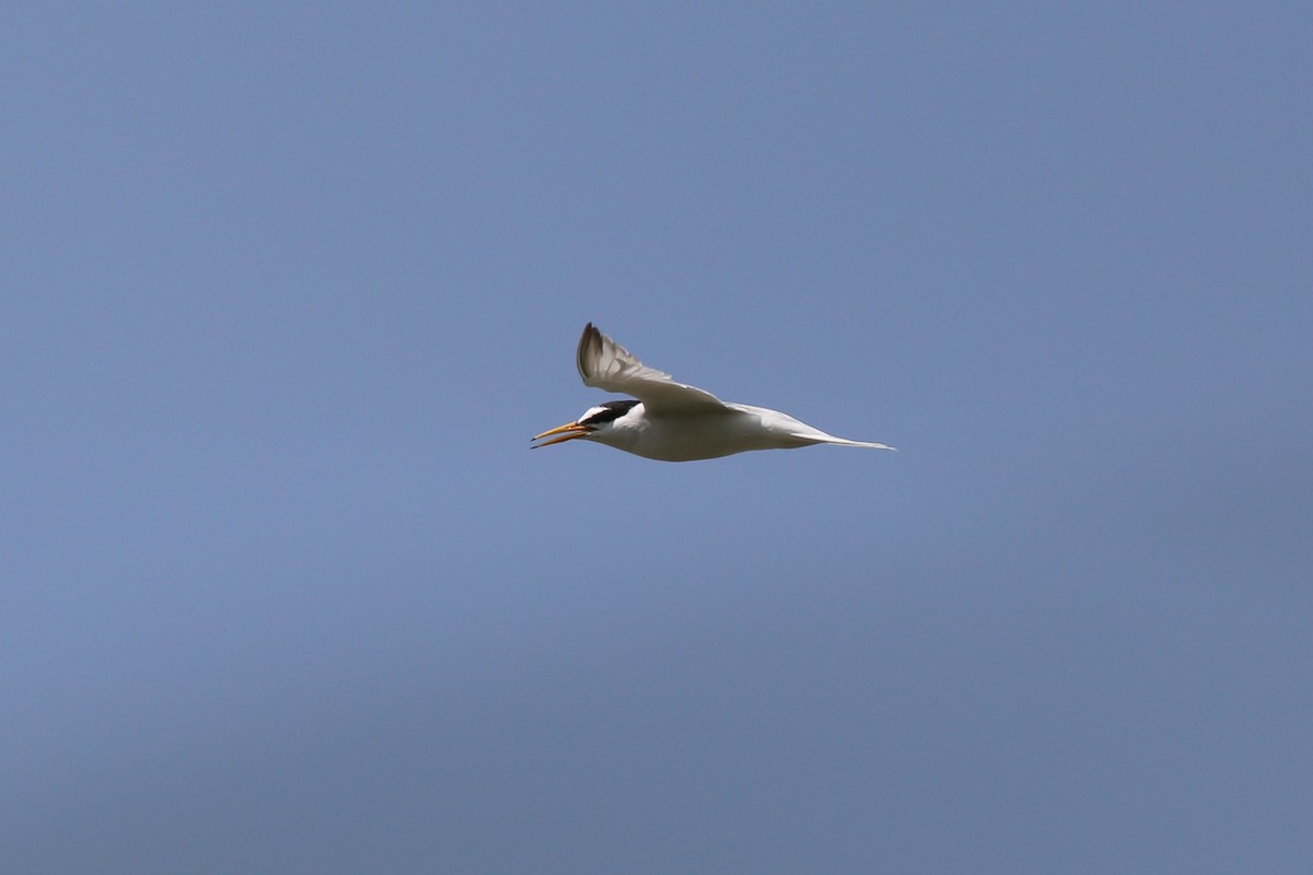 Little Tern - ML298329701