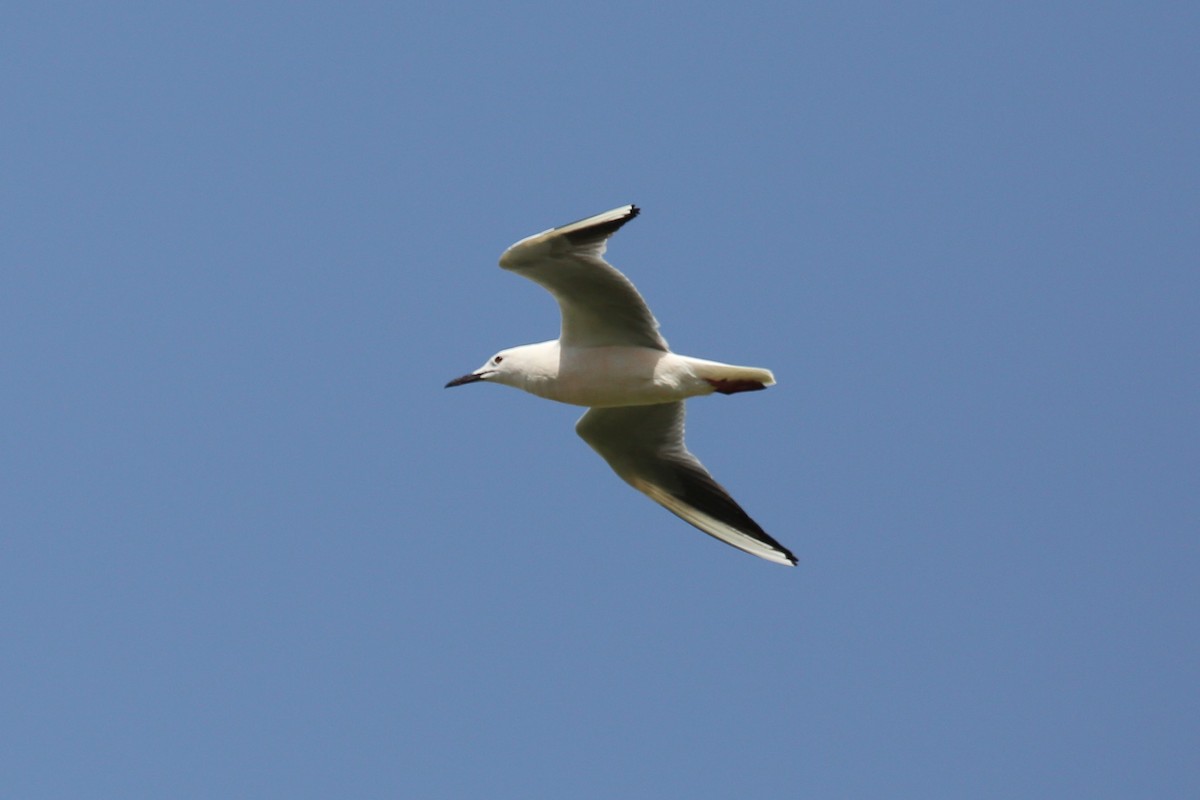 Slender-billed Gull - ML298330151