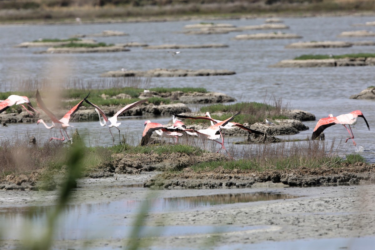 rosenflamingo - ML298330711