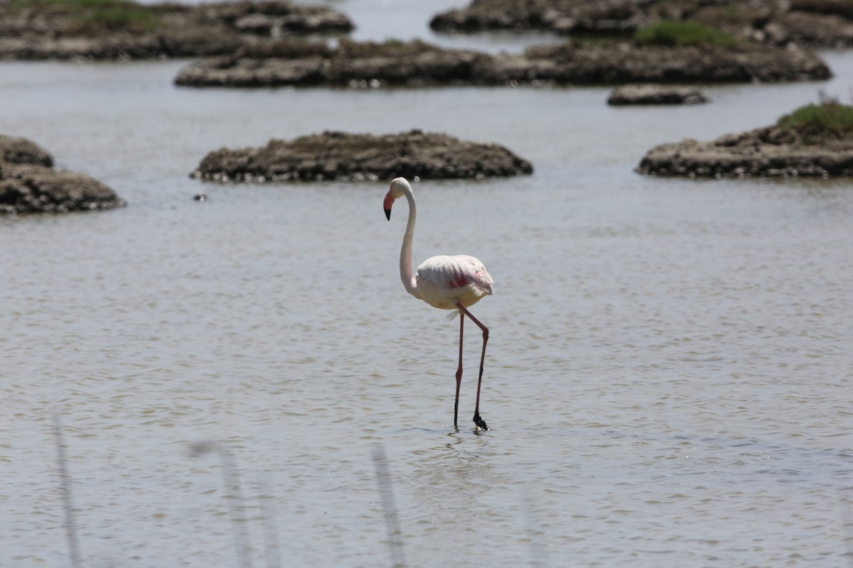 Greater Flamingo - Leonardo Rassu