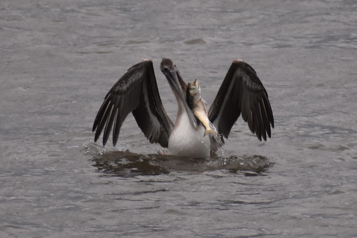 Brown Pelican - ML298332141