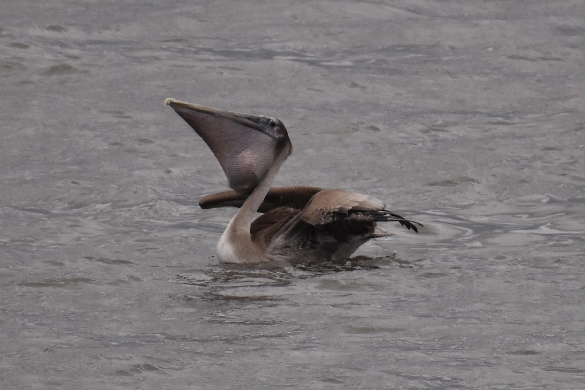 Brown Pelican - ML298332171