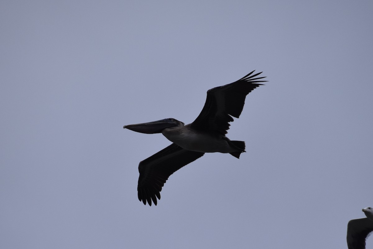 Brown Pelican - ML298332191