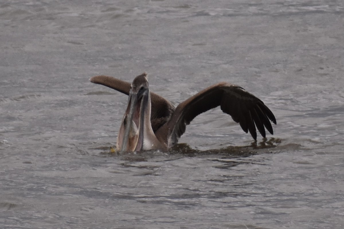 Brown Pelican - ML298332211