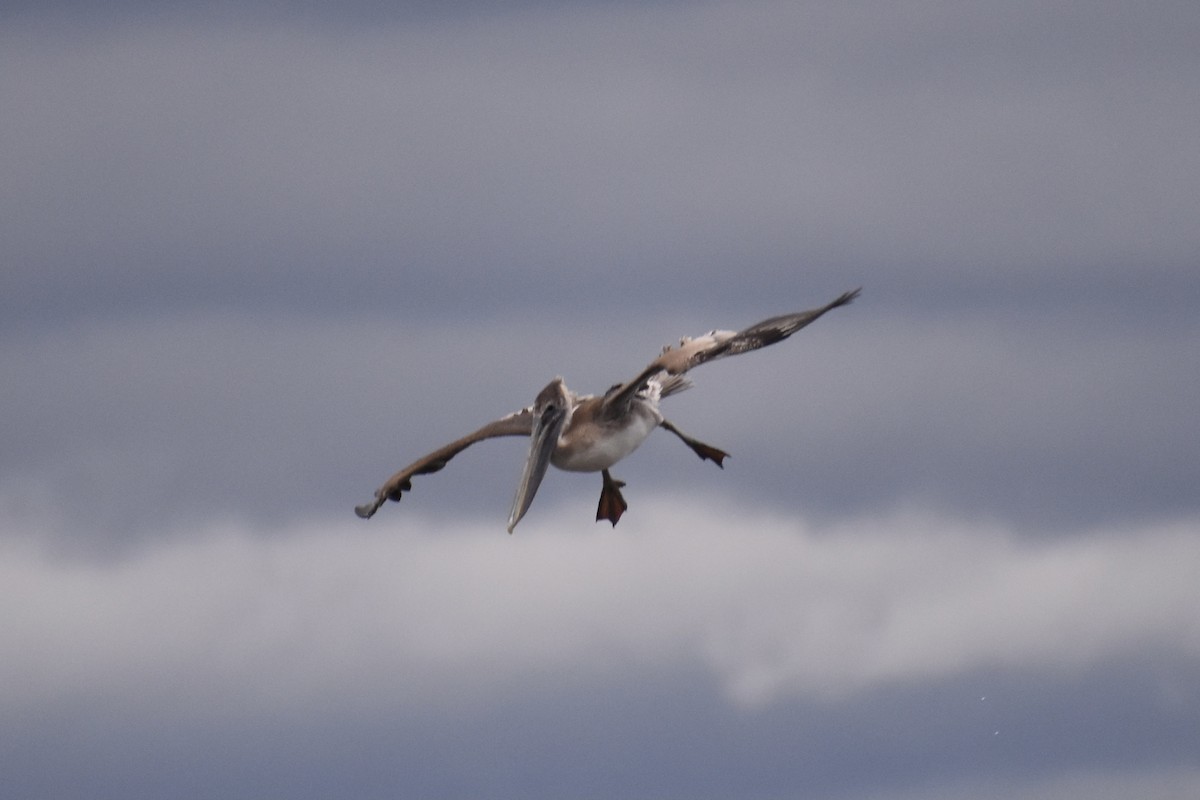 Brown Pelican - ML298332221