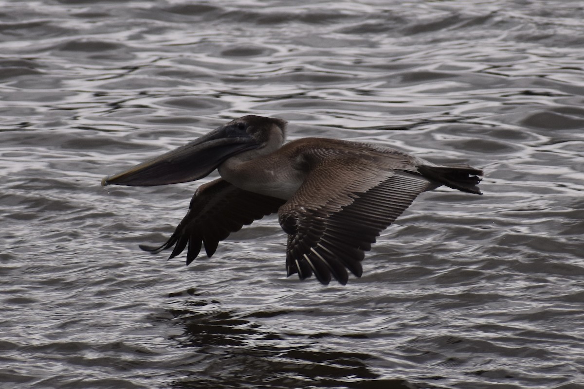 Brown Pelican - ML298332231