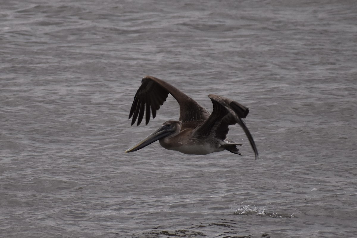 Brown Pelican - ML298332241