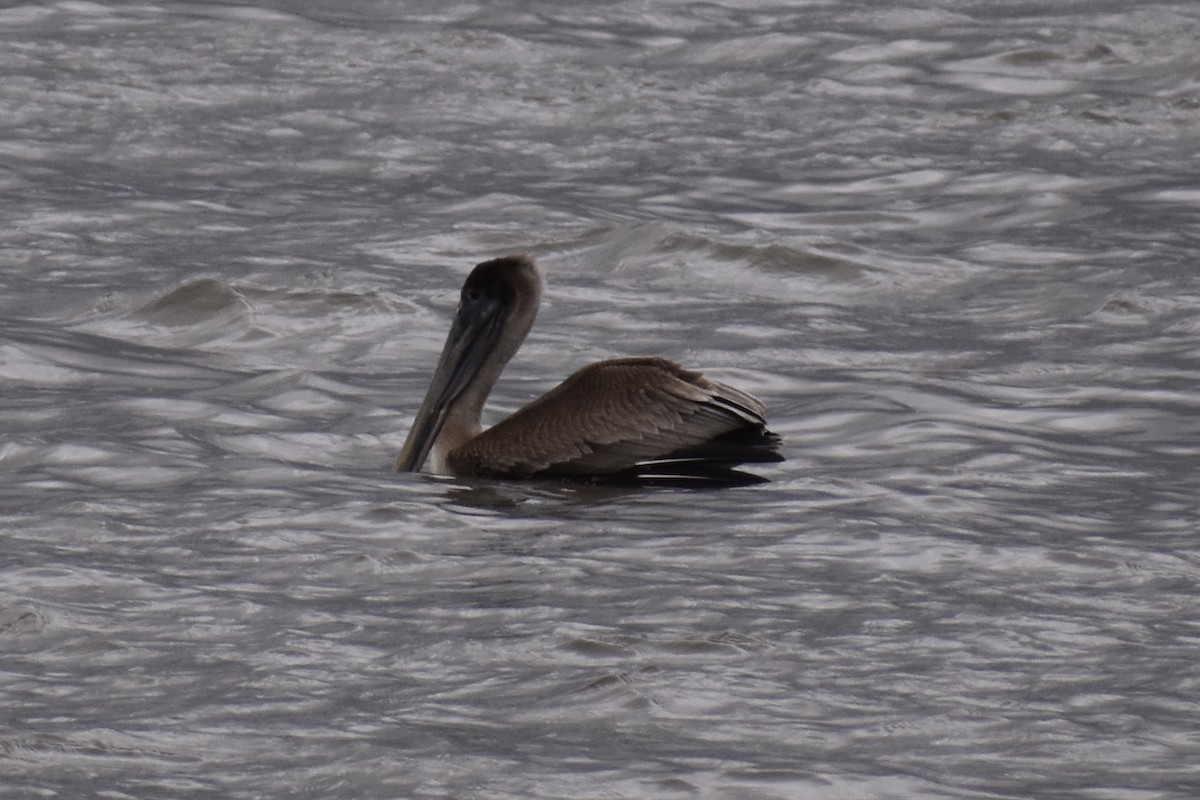 Brown Pelican - ML298332291