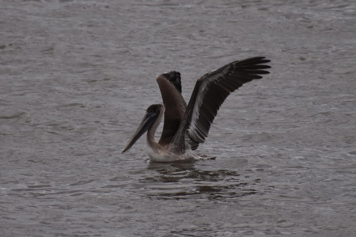 Brown Pelican - ML298332311