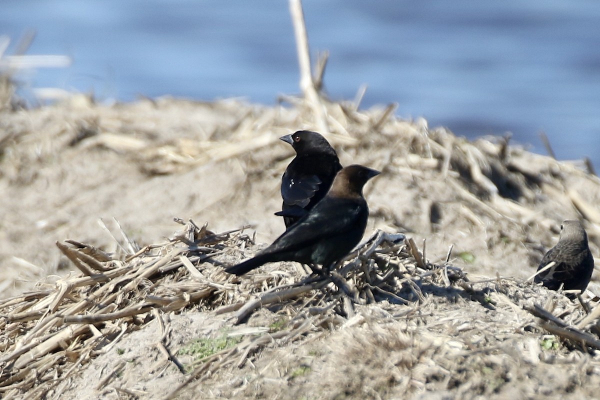 Bronzed Cowbird - ML298333081