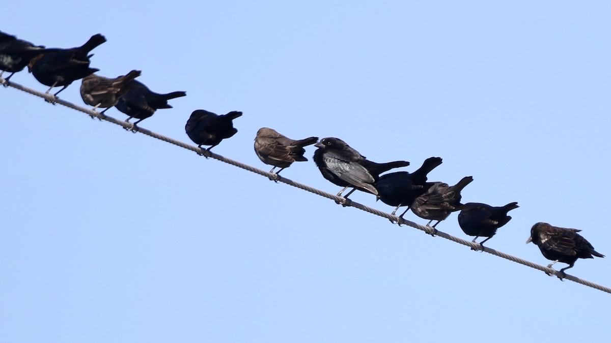 Bronzed Cowbird - John Garrett