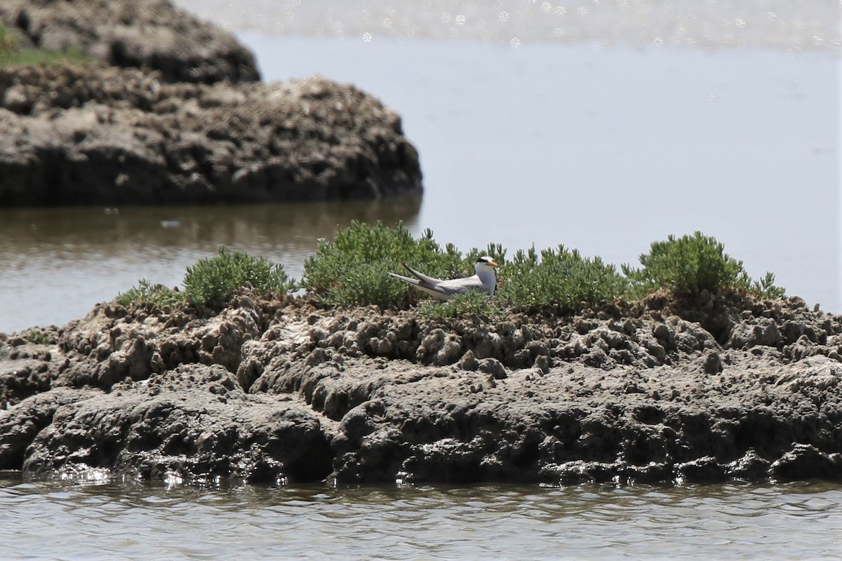 Little Tern - ML298333771