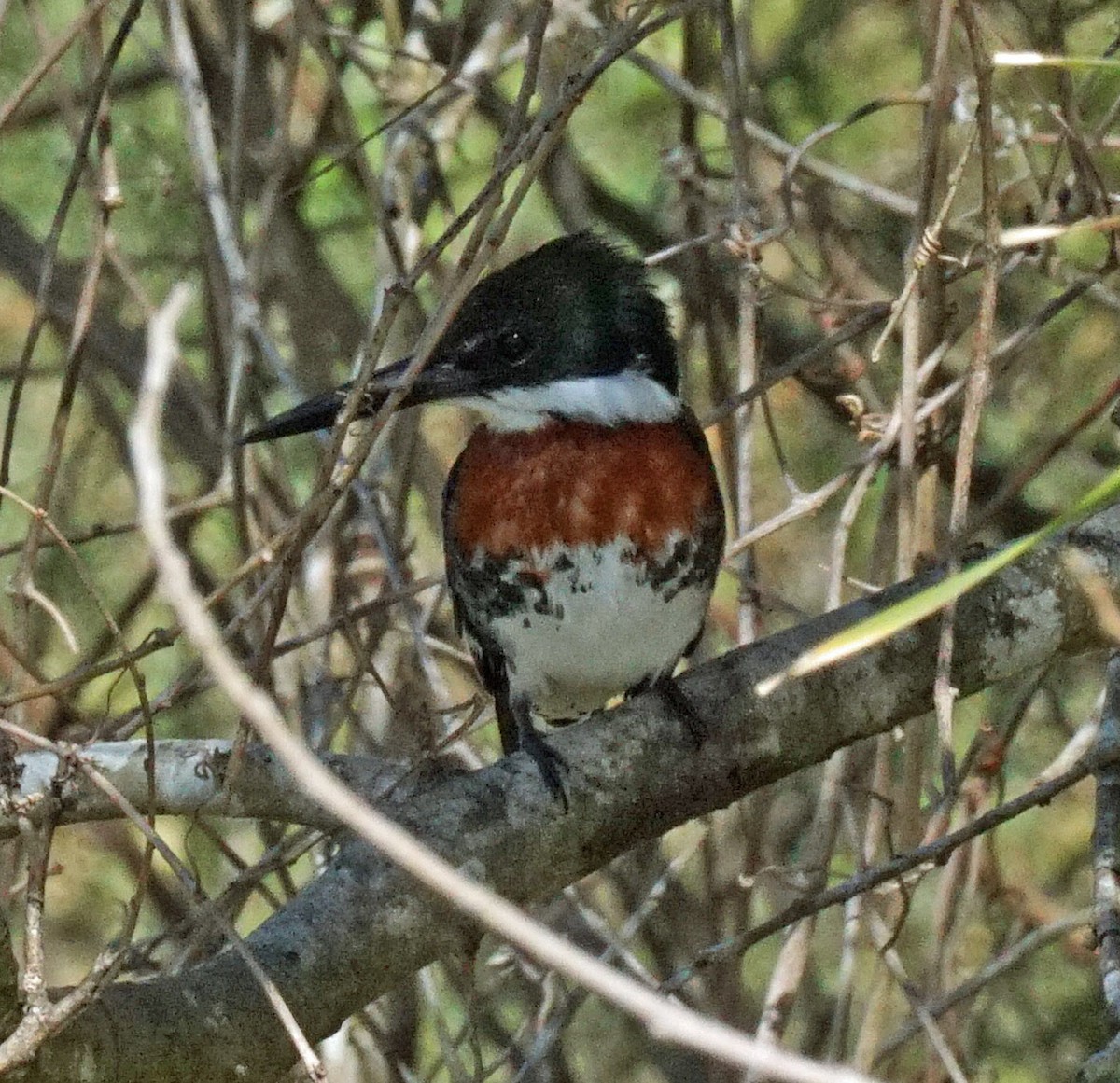 Green Kingfisher - ML298334701