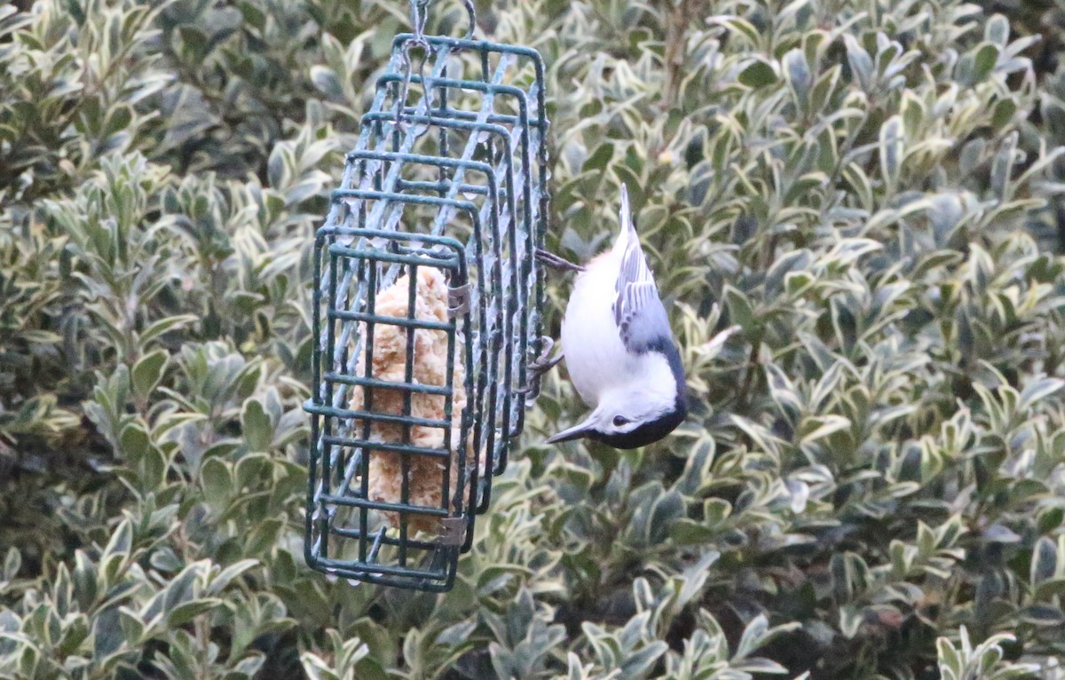 White-breasted Nuthatch - ML298335311