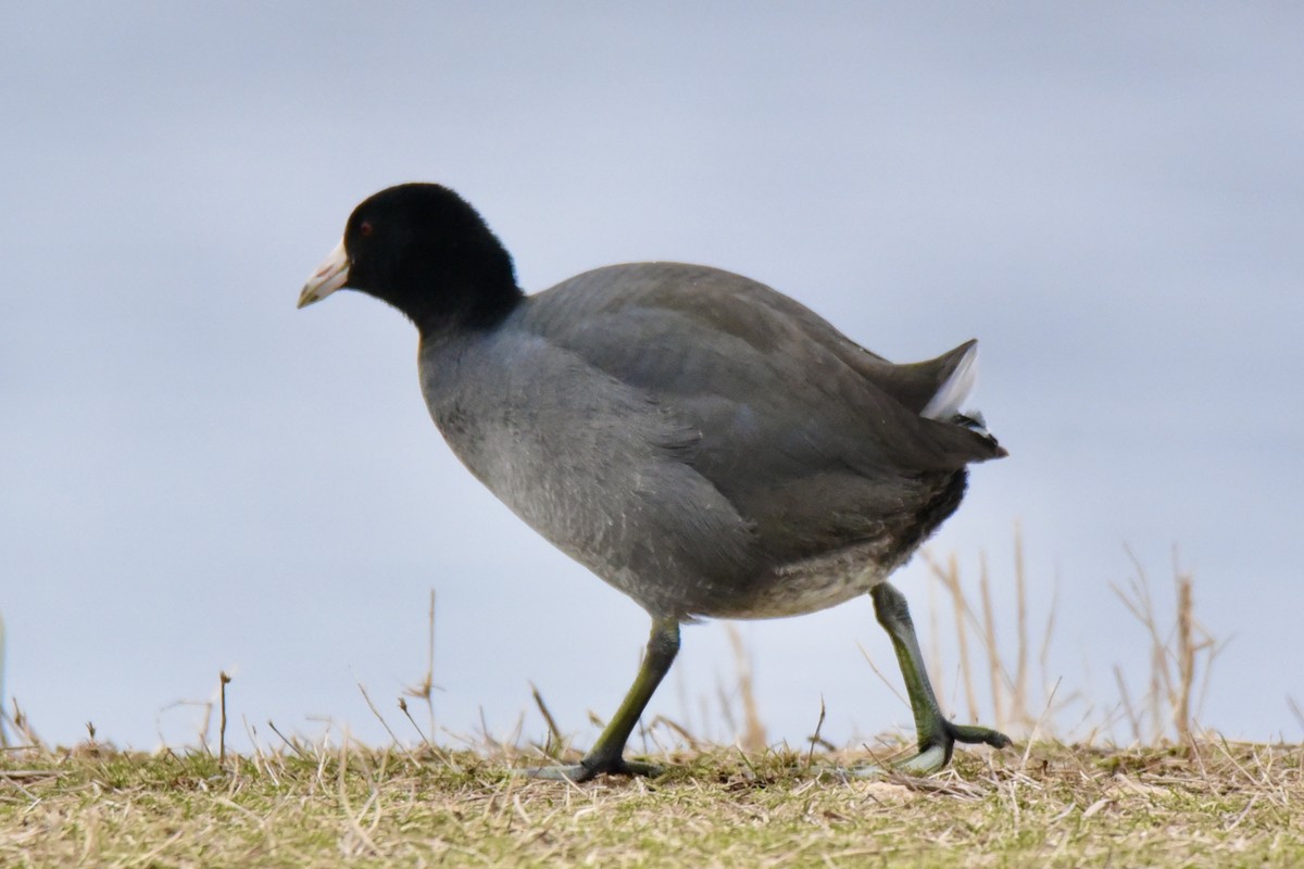 American Coot - Christopher Veale