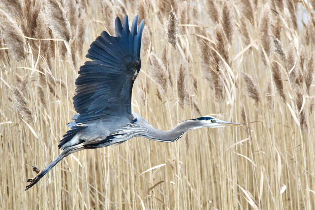 Great Blue Heron - Christopher Veale