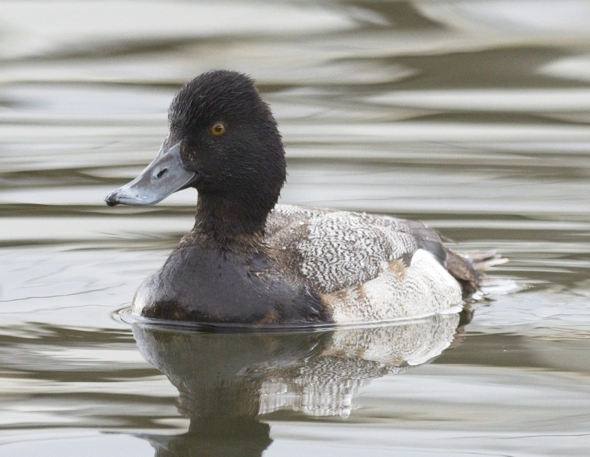 Lesser Scaup - ML298337511