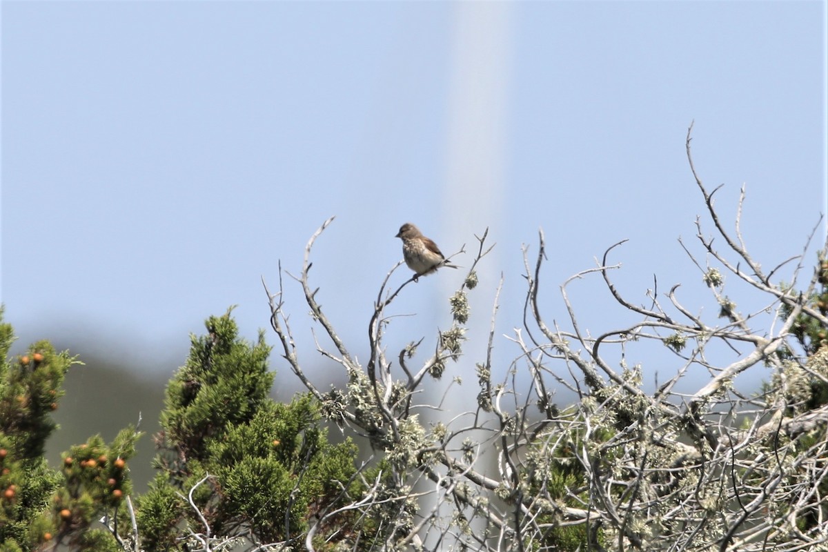 Eurasian Linnet - Leonardo Rassu