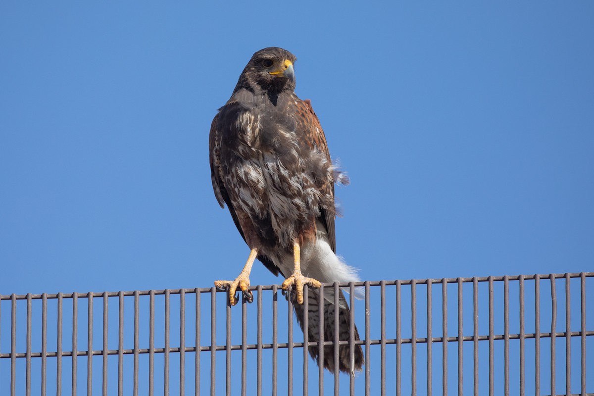 Harris's Hawk - ML298338571