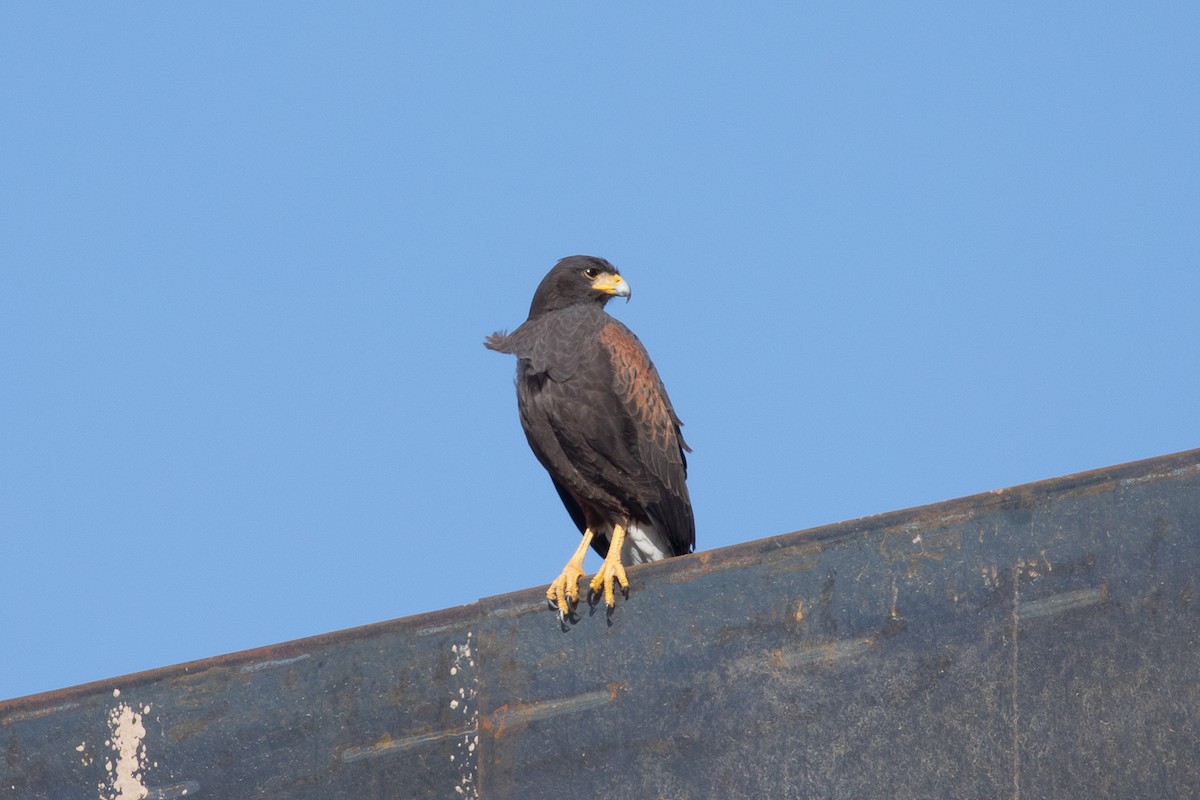 Harris's Hawk - ML298338581