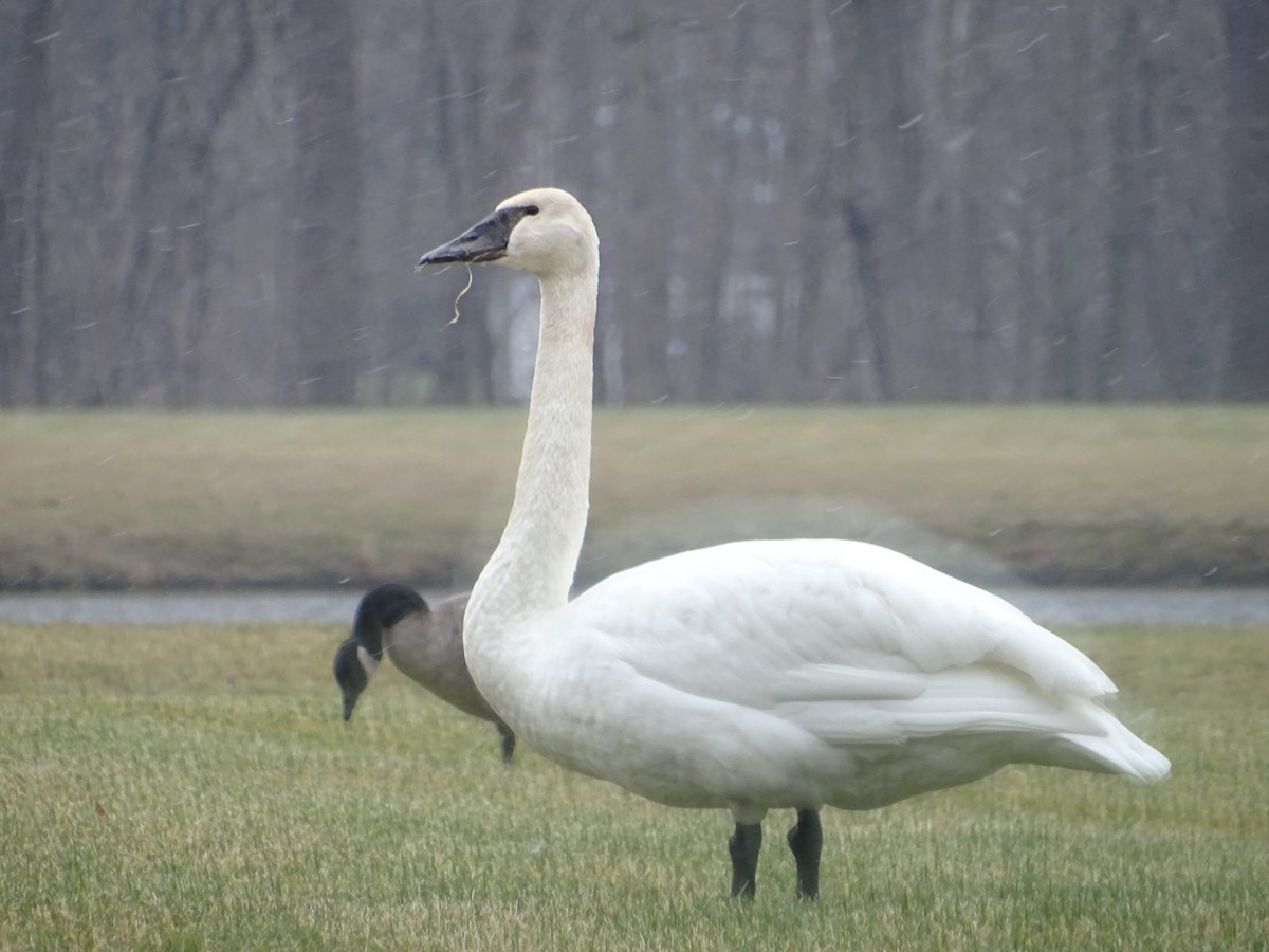 Trumpeter Swan - ML298339191