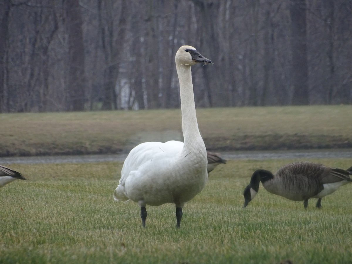 Trumpeter Swan - ML298339211